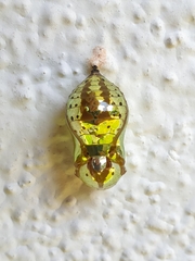 Euploea core asela