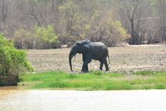 Loxodonta cyclotis