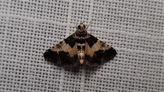 Nacoleia mesochlora