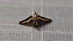 Nacoleia mesochlora