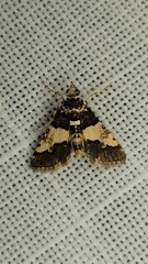 Nacoleia mesochlora