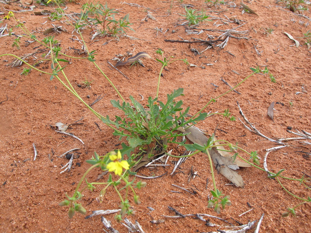 Goodenia glabrata