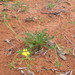 Goodenia glabrata - Photo (c) Dr Manfred Jusaitis, alguns direitos reservados (CC BY-NC), uploaded by Dr Manfred Jusaitis