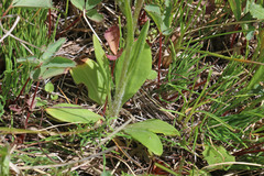 Senecio integerrimus exaltatus