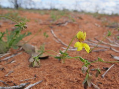 Goodenia glabrata
