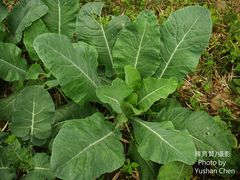 Brassica oleracea albiflora