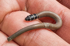 Delma torquata