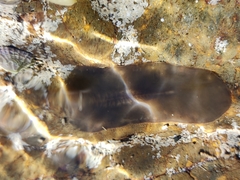 Leptoplanoidea