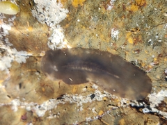 Leptoplanoidea