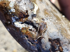 Leptoplanoidea
