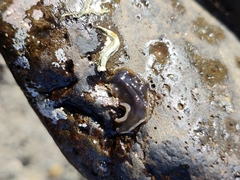 Leptoplanoidea