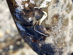 Leptoplanoidea