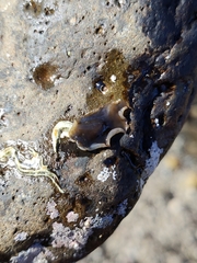 Leptoplanoidea