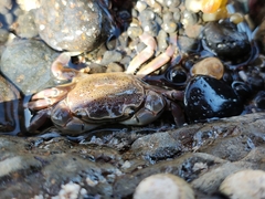 Paragrapsus quadridentatus