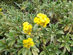 Brachyglottis revoluta