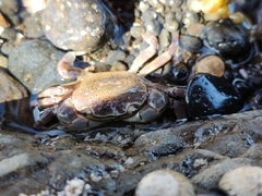 Paragrapsus quadridentatus