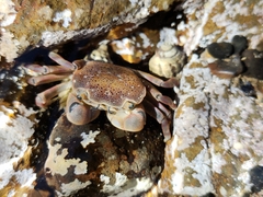 Paragrapsus quadridentatus