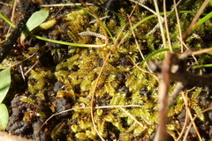 Warnstorfia fluitans