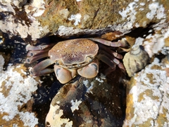 Paragrapsus quadridentatus