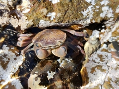 Paragrapsus quadridentatus