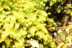 Warnstorfia fluitans