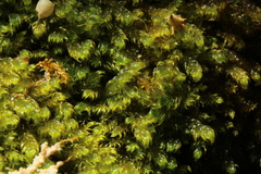 Warnstorfia fluitans