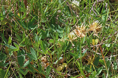 Trifolium longipes reflexum