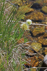 Trifolium longipes reflexum