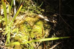 Warnstorfia fluitans