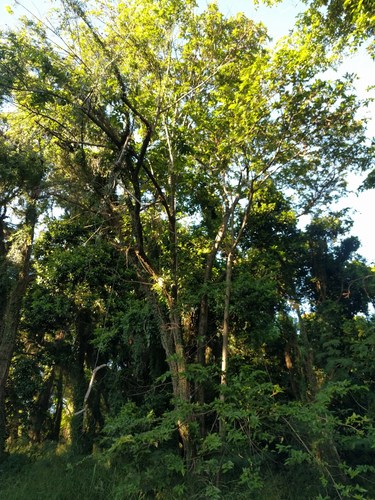 Guazuma ulmifolia observed 2022-01-19