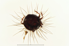 Neotrichozetes