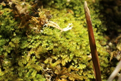 Warnstorfia fluitans