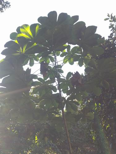 Manihot carthagenensis observed 2022-01-19
