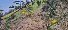 Mimosa hamata