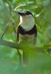 Notharchus swainsoni