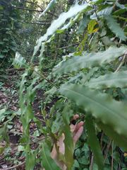 Macadamia tetraphylla