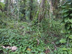 Macadamia tetraphylla