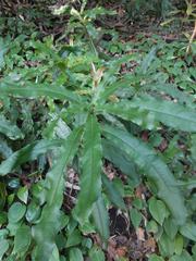 Macadamia tetraphylla