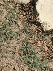 Aspidoscelis gularis