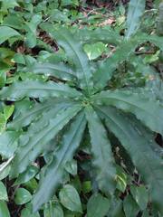 Macadamia tetraphylla