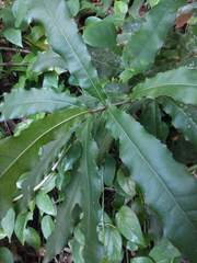 Macadamia tetraphylla