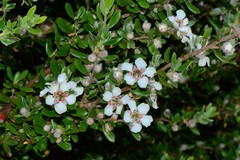 Leptospermum grandifolium