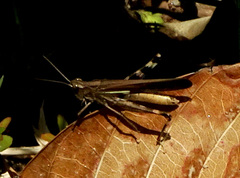 Aiolopus thalassinus tamulus