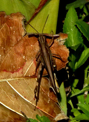 Aiolopus thalassinus tamulus