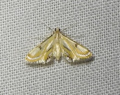 Tetrernia teminitis