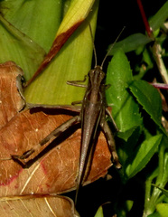 Aiolopus thalassinus tamulus