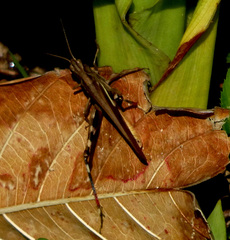 Aiolopus thalassinus tamulus