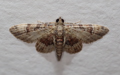 Gymnoscelis lophopus