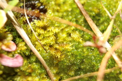 Warnstorfia fluitans