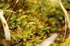 Warnstorfia fluitans